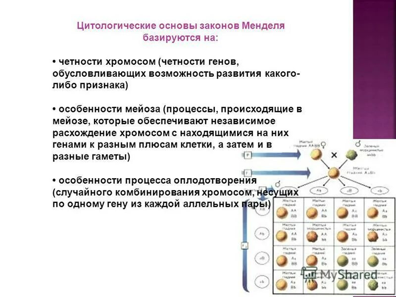 Наследственные задатки по менделю. Цитологические основы второго закона Менделя. Цитологические основы 1 закона Менделя. Цитологические основы законов г.Менделя. Цитологические основы законов Менделя.