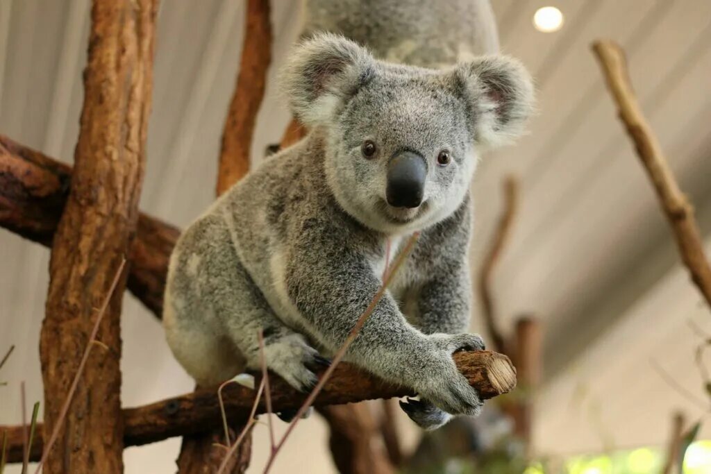 Коала. Африканская коала. Лапа коалы. Маленькая коала.