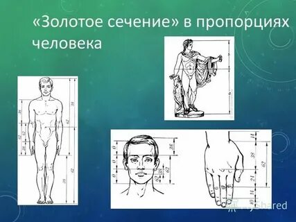 Золотое сечение ставрополь