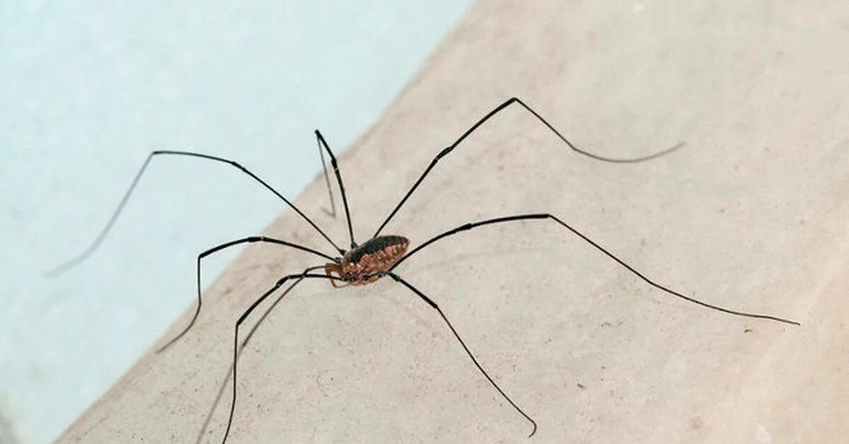 паук сенокосец домашний. тегенария черная. паук фрин. сенокосец обыкновенный. длинноногий паук.