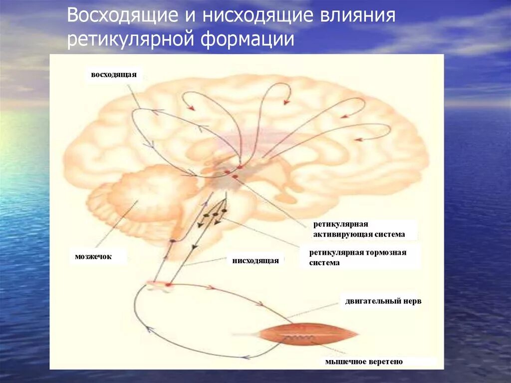 Ретикулярная формация ствола мозга восходящие и нисходящие влияния. Нисходящее влияние ретикулярной формации. Ретикулярная формация мозга. Восходящее влияние ретикулярной формации ствола мозга.