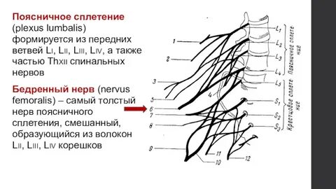 Поясничное сплетение