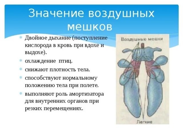 Дыхание птиц воздушные мешки. Воздушные мешки у птиц. Воздушные мешки функции. Дыхательная система птиц воздушные мешки. Значение двойного дыхания у птиц.