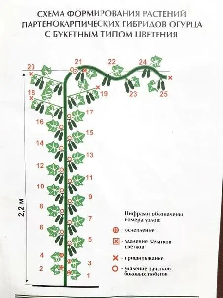 Как прищипывать огурцы в теплице. Огурцы в теплице пасынкование. Пасынкование партенокарпических огурцов в теплице. Пасынковать огурцы в теплице.