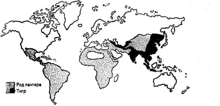 Черная пантера ареал обитания на карте. Черная пантера ареал места обитания. Леопард ареал обитания.