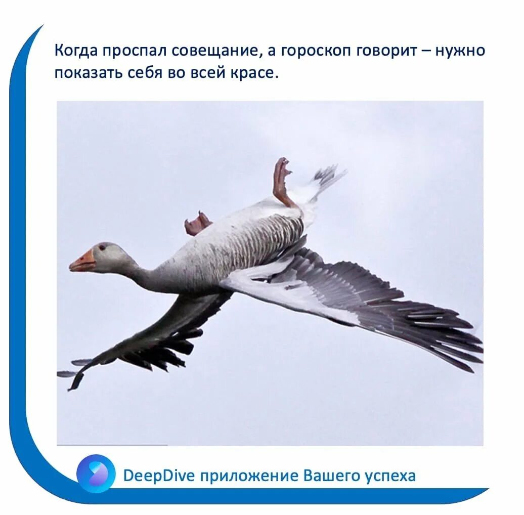 Почему гуси стали садиться на барку. Гуси летают вверх ногами. Перевернутый Гусь. Гуси летят. Как летают гуси.