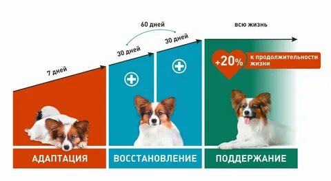 Корм перевод