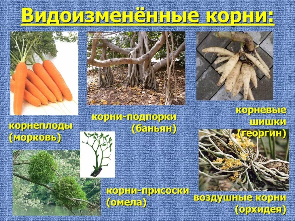 Видоизменения корня растения. Растения с видоизмененными корнями. Корнеплоды видоизменения корня. Видоизмененный корень имеется у