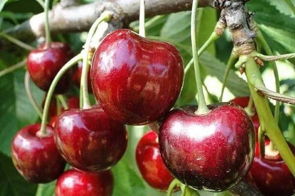 Черешня сорт саммит отзывы. Черешня кордия. вишня мичуринская. черешня фольфер. черешня бычье сердце.