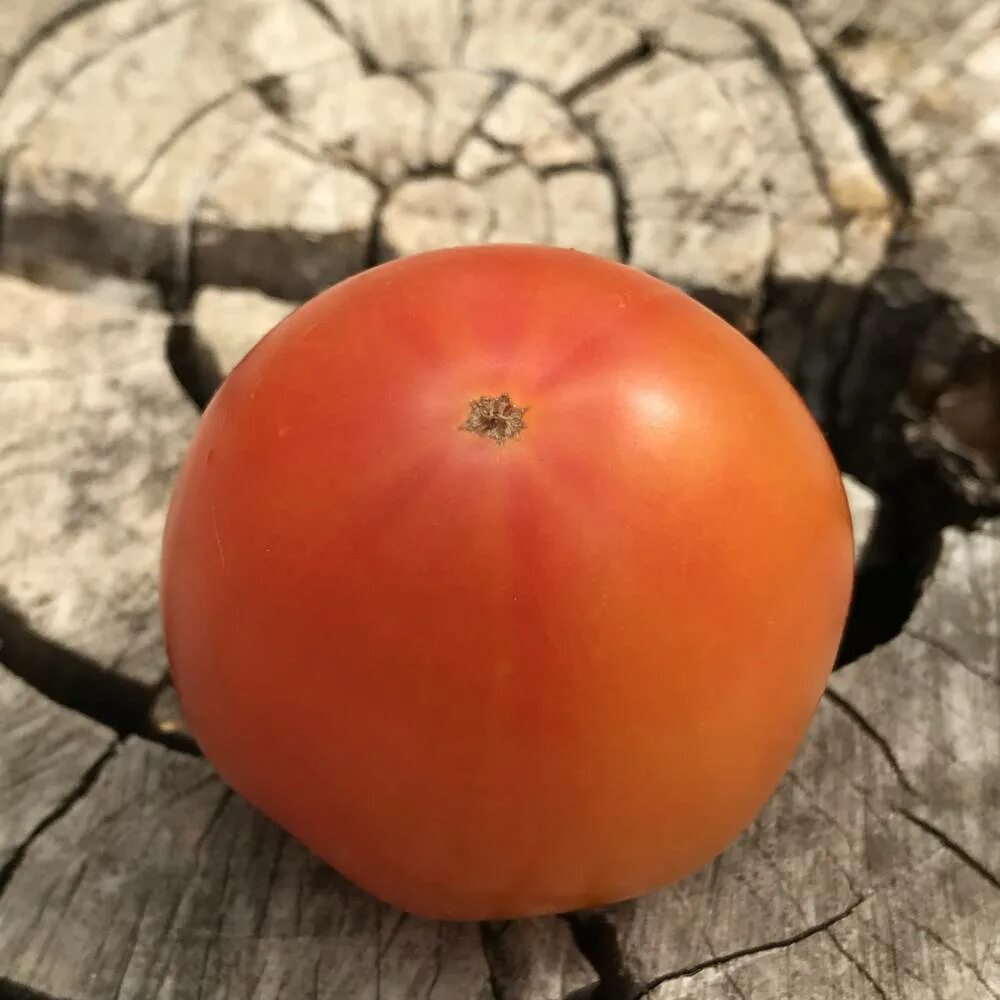 Хиллбилли томат. Томат деревенский описание. Томат деревенский f1. Помидоры деревенские описание сорта. Томат деревенский партнер.