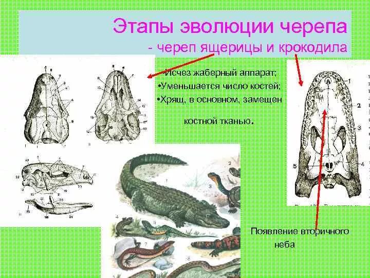 Этапы развития ящерицы. Этапы эволюции черепа. Этапы развития крокодила. Развитие крокодила схема.