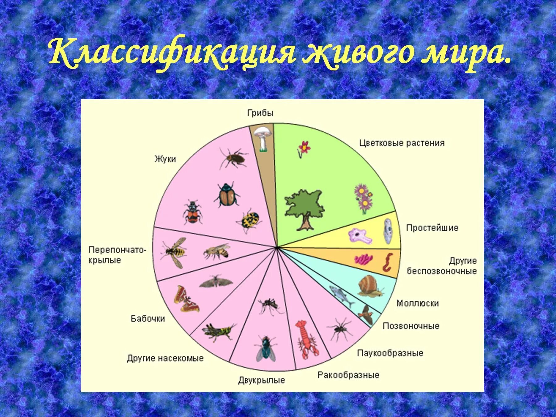 Количество и разнообразие живых организмов на земле. Соотношение видов живых организмов. Многообразие видов. Самый многочисленный Тип животных. Самый многочисленный класс типа Членистоногие.