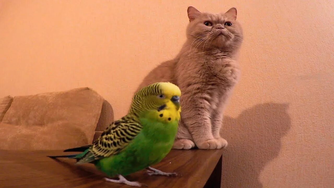 Попугай и кот. Дружба кота и попугая. котик и попугайчик. кот дружит с попугаем. волнистый попугайчик и кот британец.