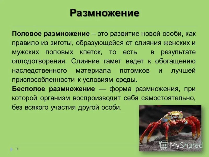 Половое размножение. Половое размножения особи. Что происходит при половом размножении. При половом размножении дочерние особи развиваются.