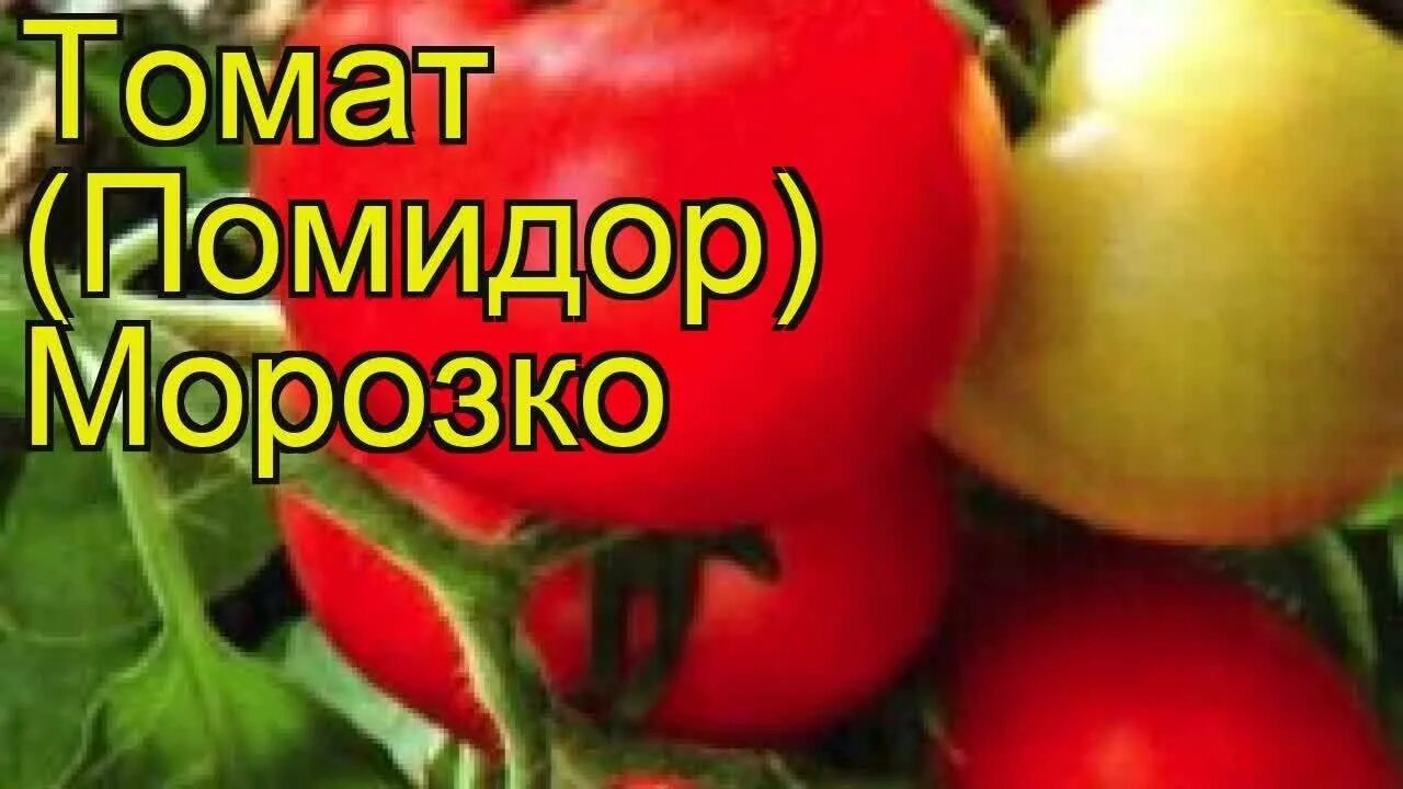 Томаты морозко описание сорта. Сорт помидор морозко. семена томатов морозко. томат морозко f1. ф1 морозко томаты.