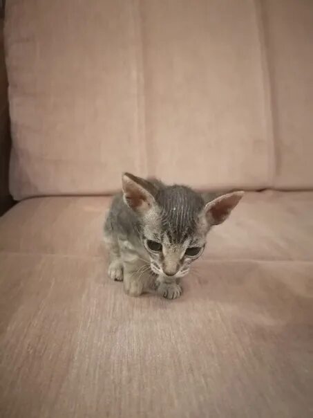 Котят 1 месяц - Арт Минск.ру