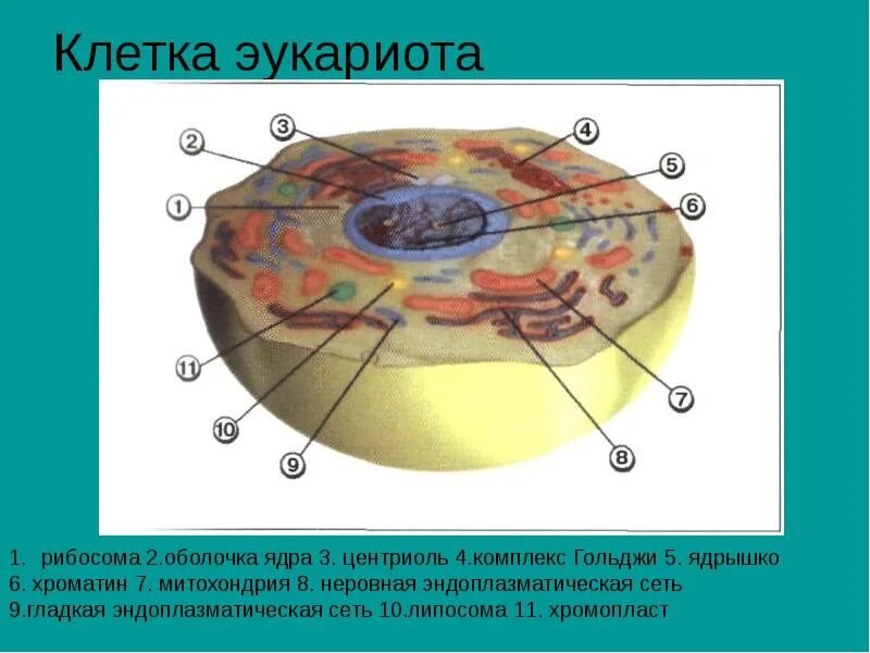 Растворение оболочки ядра происходит в. Ядерная оболочка эукариот. Комплекс Гольджи эукариотической клетки. Ядерная мембрана эукариот. Ядрышко ядерная оболочка ядро рибосомы.