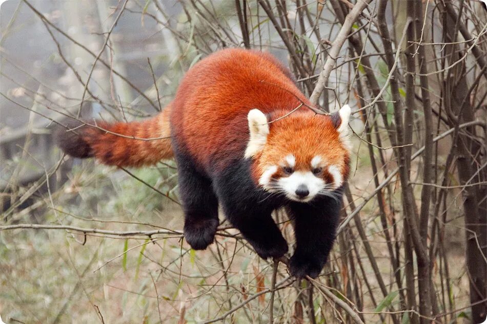 тануки красная панда. животное похожее на енота. енотовидная панда. красная енотовая панда. панда семейство енотовых.