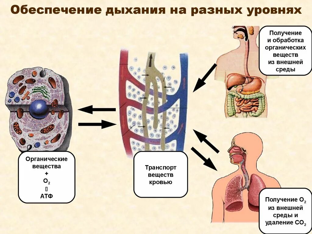 Правильную последовательность этапов дыхания. Последовательность процессов дыхания у человека. Схема процесса вдоха. Последовательность процессов при вдохе человека. Транспорт веществ дыхание.