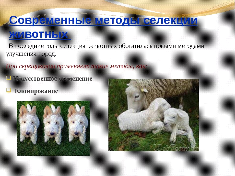 Используемые виды скрещивания собак