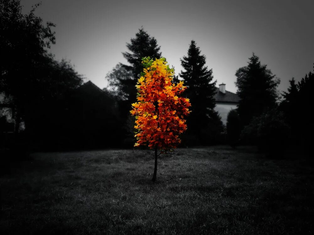 осенний лес черно белый. черно белая аллея. Black autumn. ночь листья клена звезды. Black autumn.