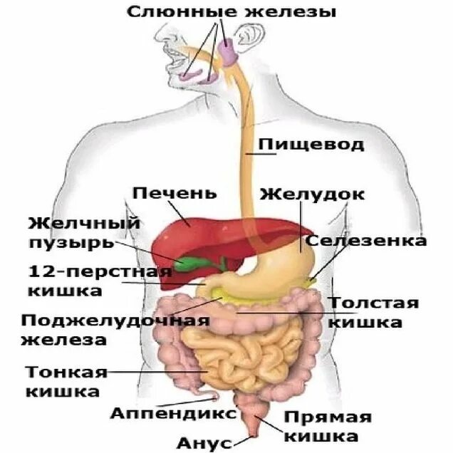 Поджелудочная железа и желчевыводящие пути. Удалили поджелудочную железу и желчный пузырь. Печень и желчный пузырь анатомия. Острый панкреатический холецистит. Острый флегмонозный холецистит.