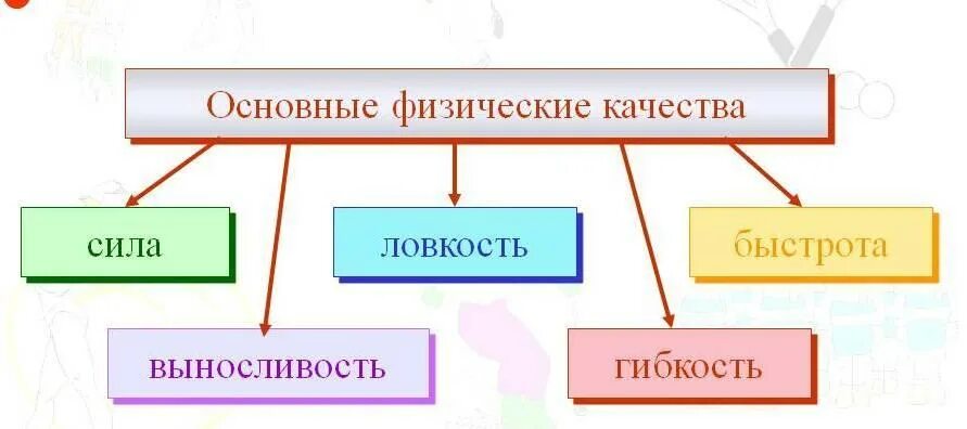 Пять основных физических качеств человека. Основные физические качества. Основные физические качества сила быстрота выносливость. 5 Основных физических качеств. Дать определение физическим качествам