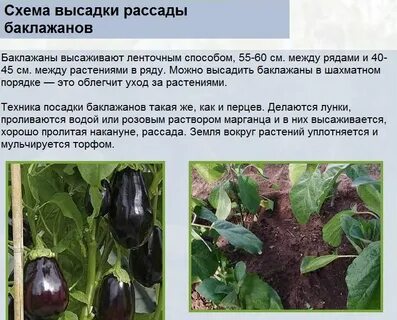 Расстояние между баклажанами при посадке в теплице