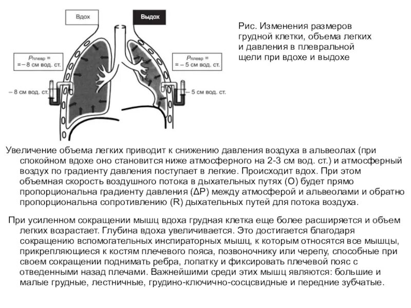 Альвеолы при вдохе. Альвеолы легких при коронавирусе. Давление в альвеолах при вдохе. Альвеолы при вдохе и выдохе.