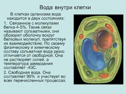 Клетки всех живых организмов содержат