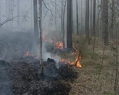 Береза горит
