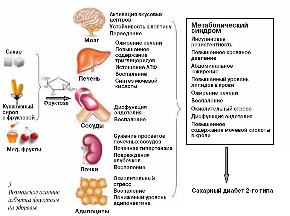 Печень польза и вред для организма человека. Мочевая кислота при метаболическом синдроме. Фруктоза влияние на организм. Фруктоза влияние на печень. Влияние фруктозы на организм человека.