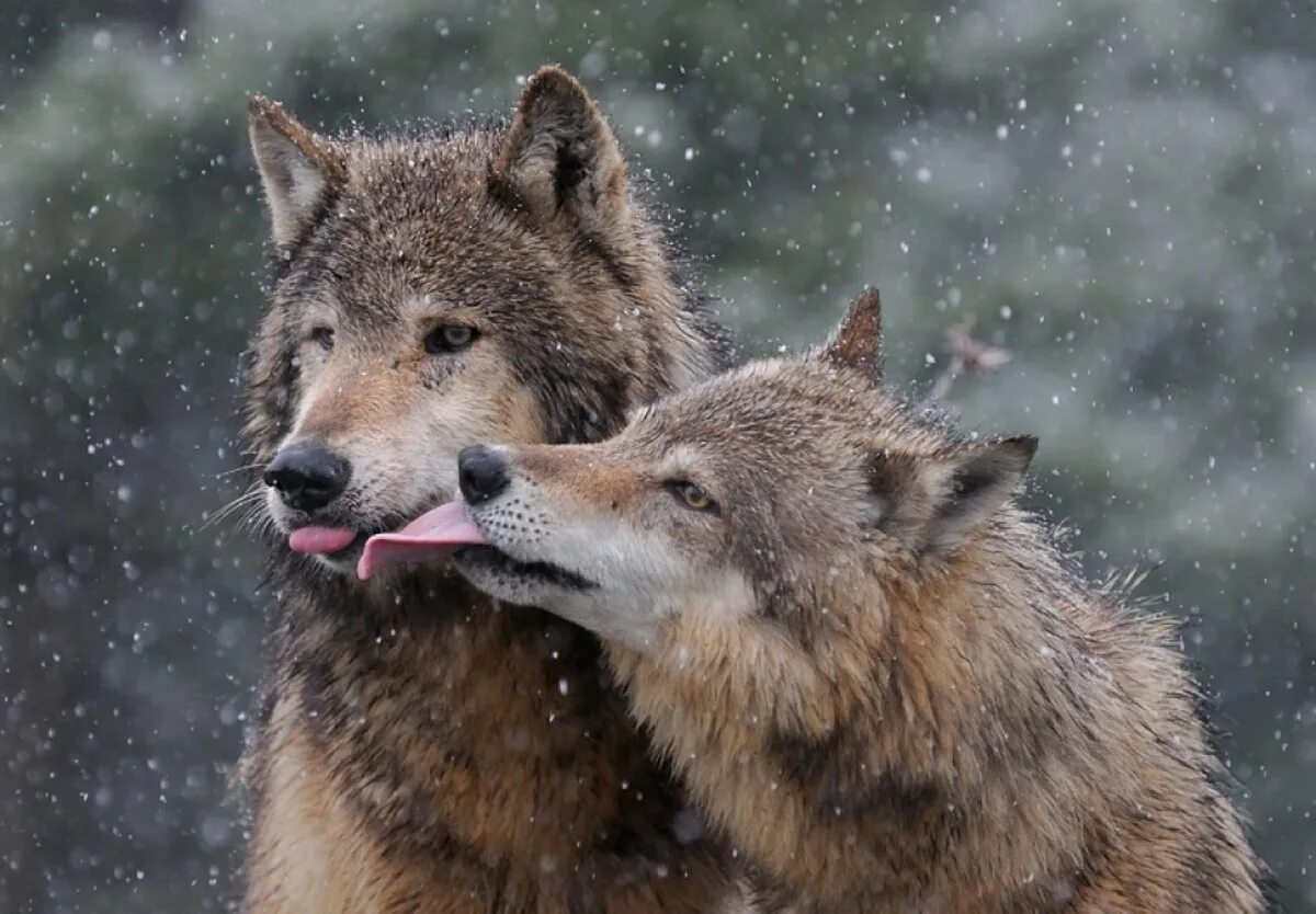 Полюбить волка. Волки любовь. Волк и волчица. Волки преданность. Влюбленные волки.