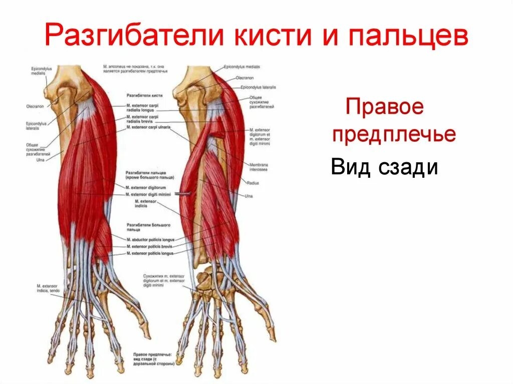 Сгибатели кисти. Разгибатель кисти мышца функции. Сгибатели и разгибатели кисти. Мышцы сгибатели и разгибатели кисти пальцев. Мышцы сгибатели пальцев кисти.