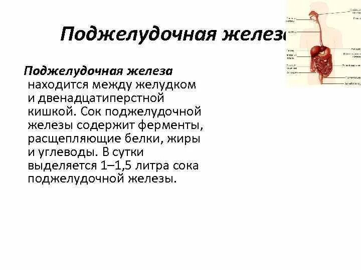 Ферменты панкреатического сока расщепляют. Сок поджелудочной железы. Поджелудочный сок содержит ферменты. Панкреатический сок выделяется. Сок поджелудочной железы выделяется в.