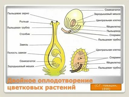 Развитие зародыша покрытосеменных