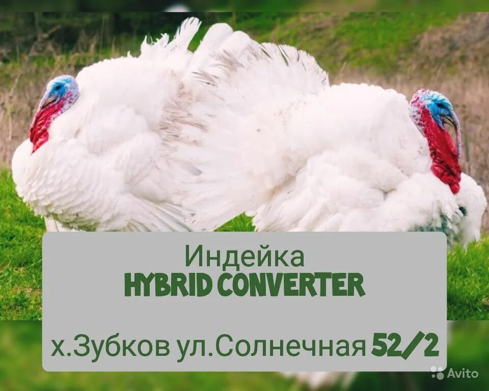 Хайбрид Канада индюк. Индейка Hybrid Converter. Индюшата Хайбрид суточные. Индюшата Хайбрид конвертер (Биг-6). Индюк конвертер отзывы