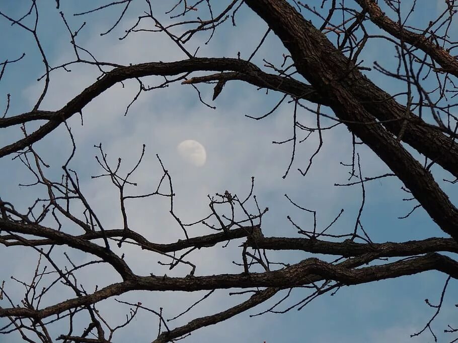 Hide in trees