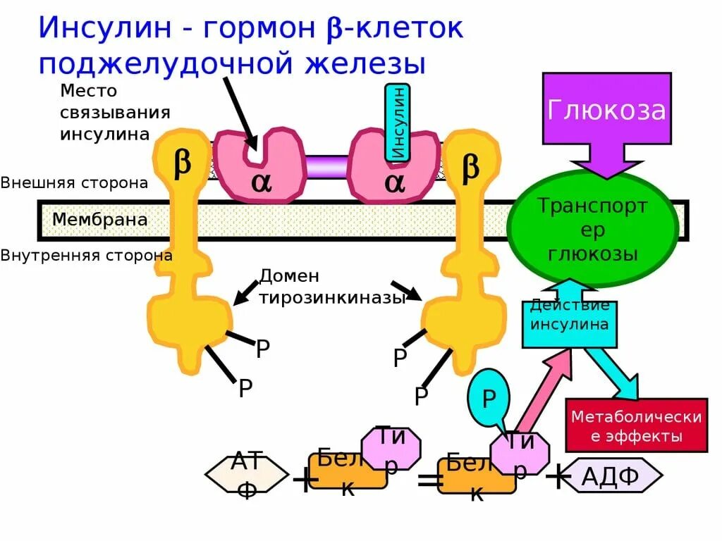 Участвует в синтезе инсулина. Инсулин схема действия гормона. Мембранный механизм действия гормона инсулина. Гормоны панкреатической железы, механизм действия. Схема выработки инсулина.