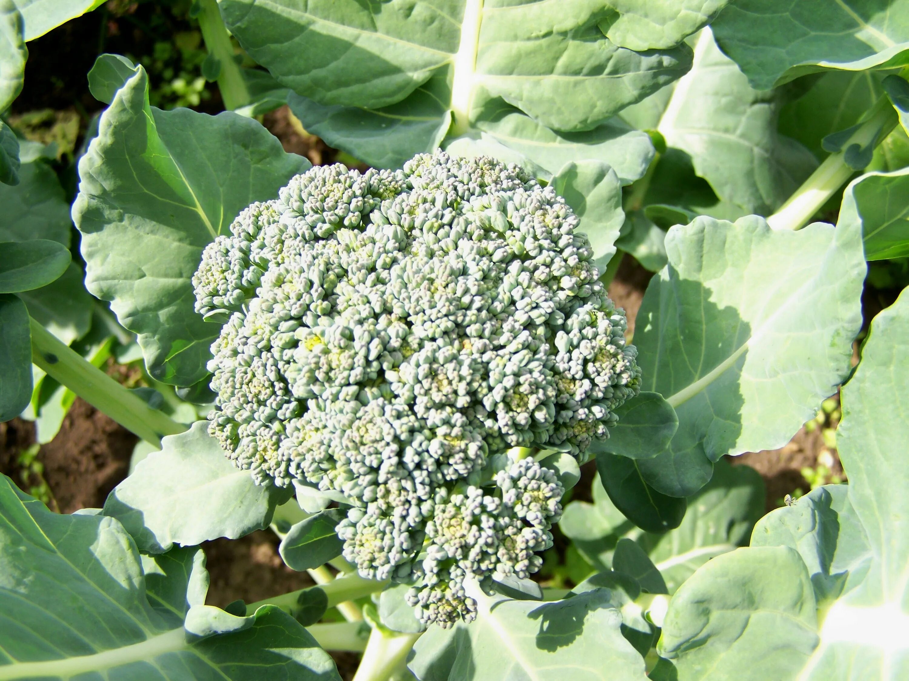 название соцветия капусты. систематика капуста цветная.