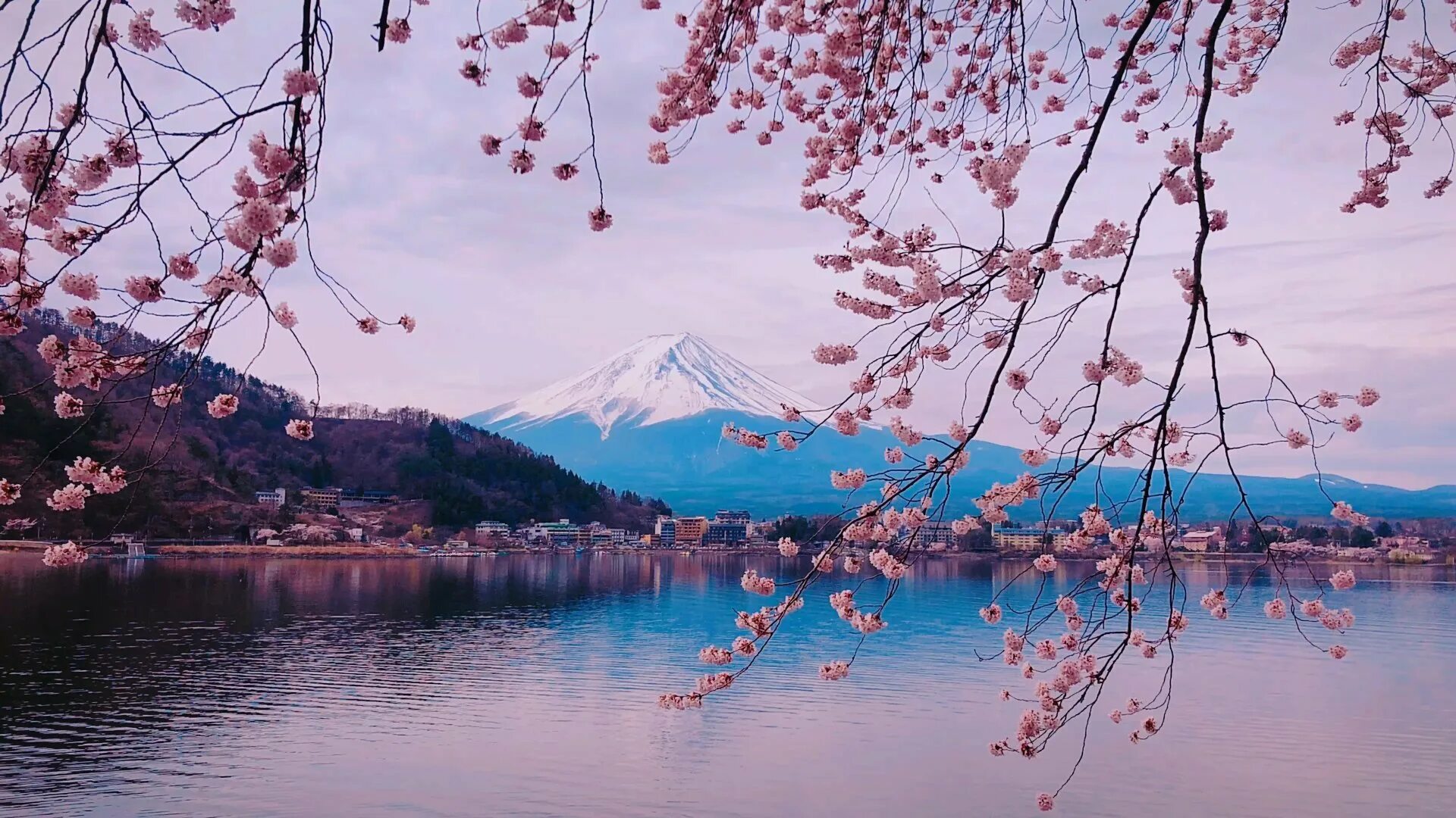 Сакура бассейн. Йокогама Япония цветение Сакуры. Сакура черри блоссом. Япония гора Фудзияма и Сакура. Корея черри блоссом.