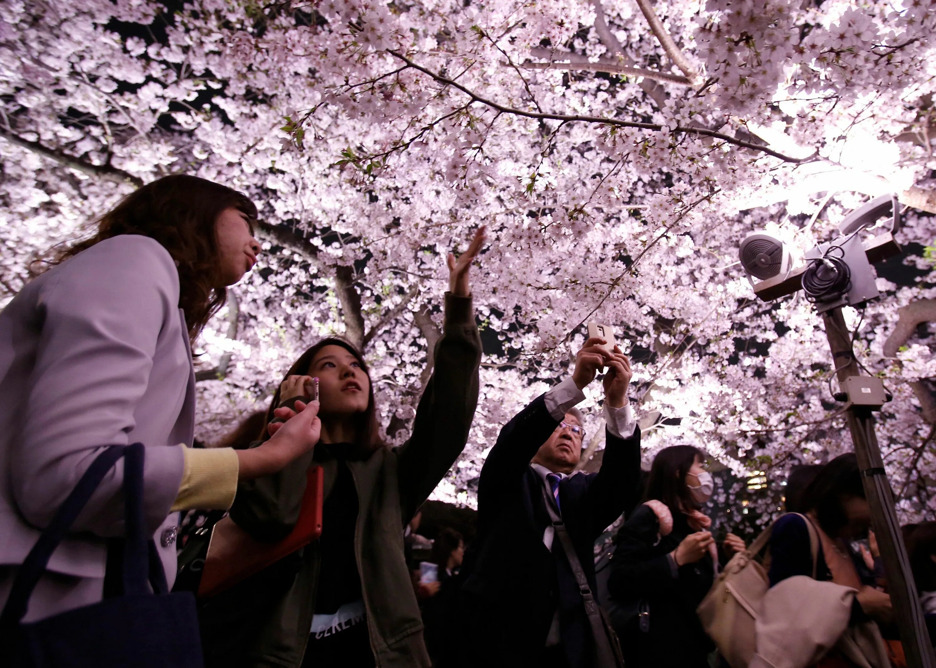 Фестиваль любования сакурой в Японии. Фестиваль цветения Сакуры в Японии. О-Ханами — фестиваль цветения и любования сакурой в Японии. Ханами в Японии праздник цветения Сакуры. Сакуры человека