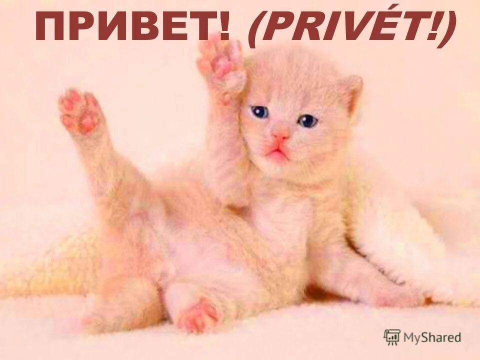 привет!. привет дорогая привет. указатель privet drive. Phonk 2ouble. прикольные открытки.