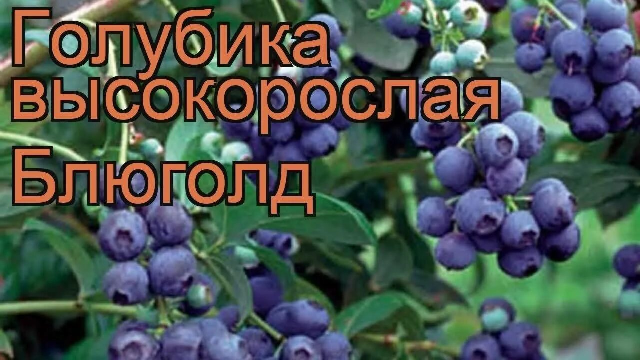 Голубика сорт блю голд. Голубика блюголд. голубика высокорослая bluegold. саженец голубика высокорослая блюголд.