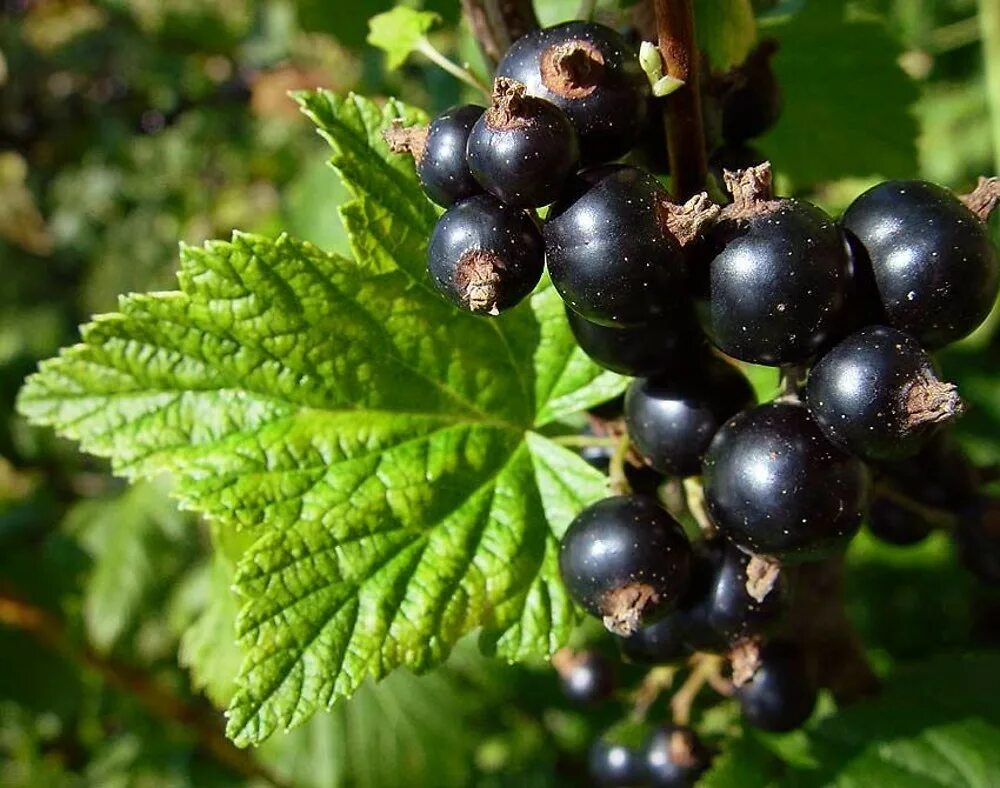Смородина фото. Смородина репис. Смородина черная (ribes nigrum l.). Смородина чёрная (ríbes nígrum). Черная смородина память Вавилова.