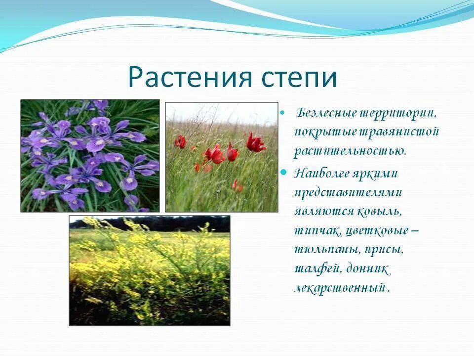 Растение степи 4 класс окружающий мир сообщение. Растения степи. растительность степи в россии. растения зоны степей. растения степи россии.