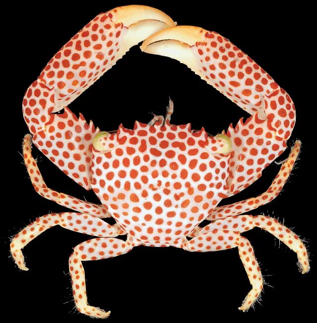 Краб википедия. Пятнистый коралловый краб. Trapezia Crab rufopunctata. Красный краб Геншин босс.