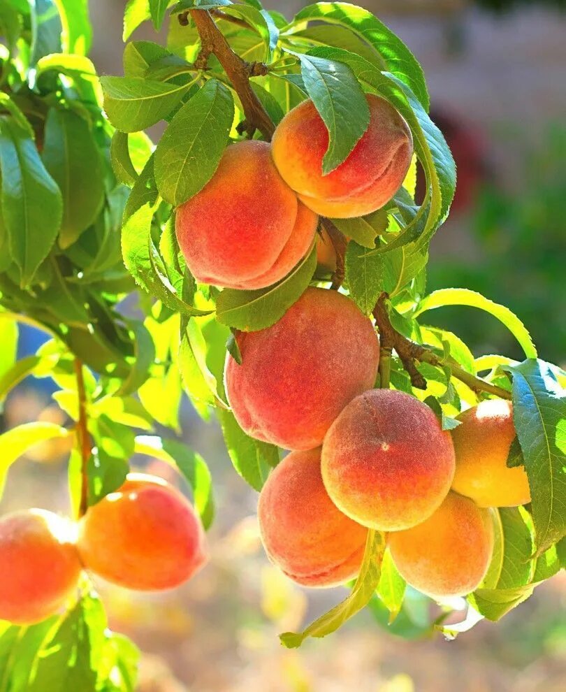 Peach tree