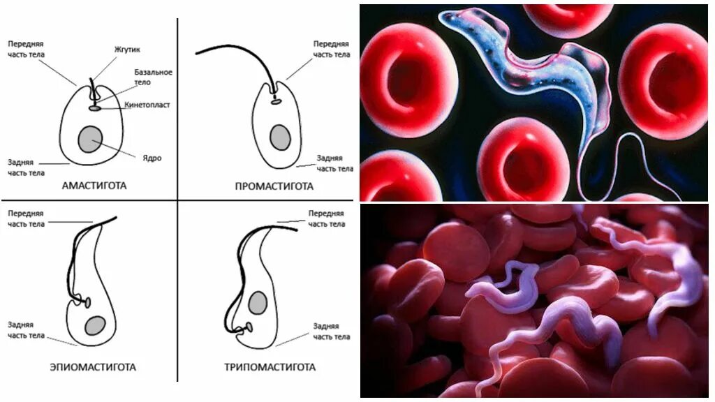 Кинетопласт у трипаносомы. Эпимастигота трипаносомы. Trypanosoma cruzi трипомастигота. Трипаносома бруцеи строение. Простейшие этапы развития