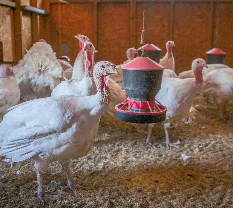 Хайбрид кросс индюки. Индюшата канадские биг-6. Индюки хайбрид конвектор. Хайбрид конвертер индюки. Индюшата кросса хайбрид.